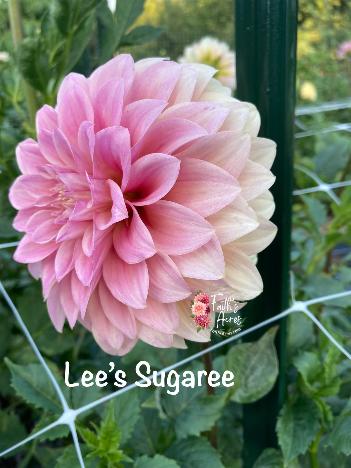 Lee's Sugaree