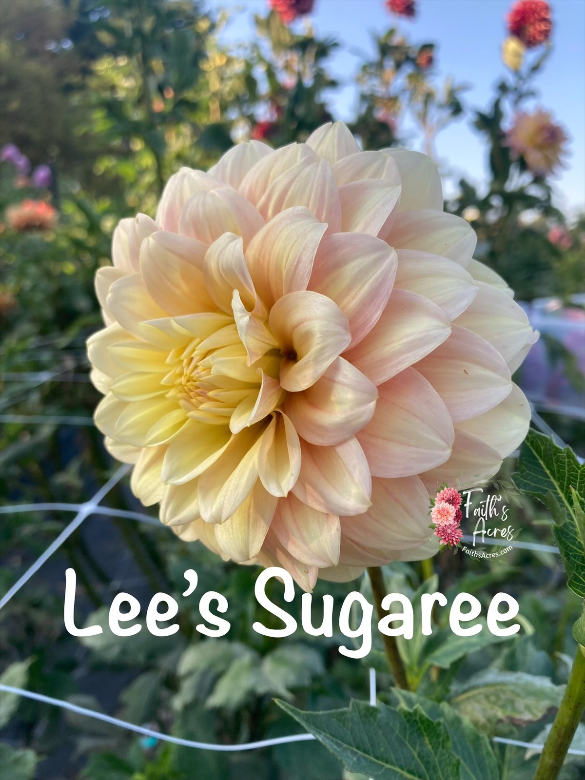 Lee's Sugaree - Image 5