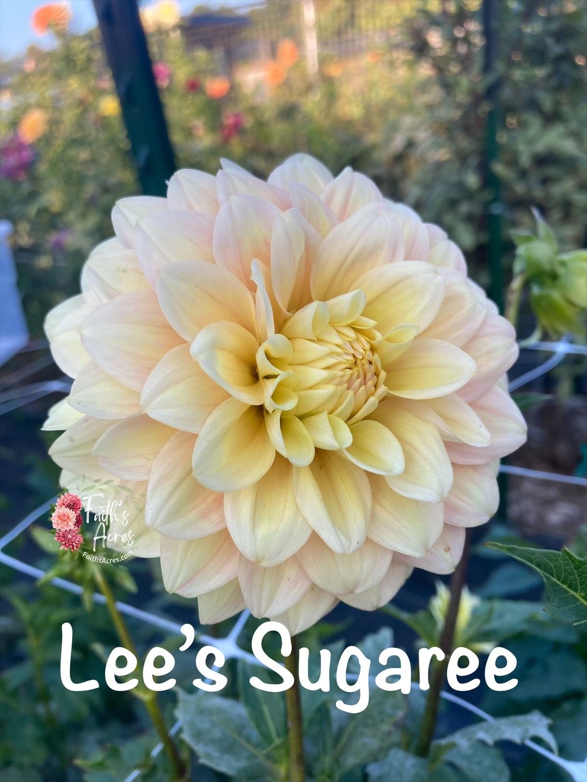 Lee's Sugaree - Image 6