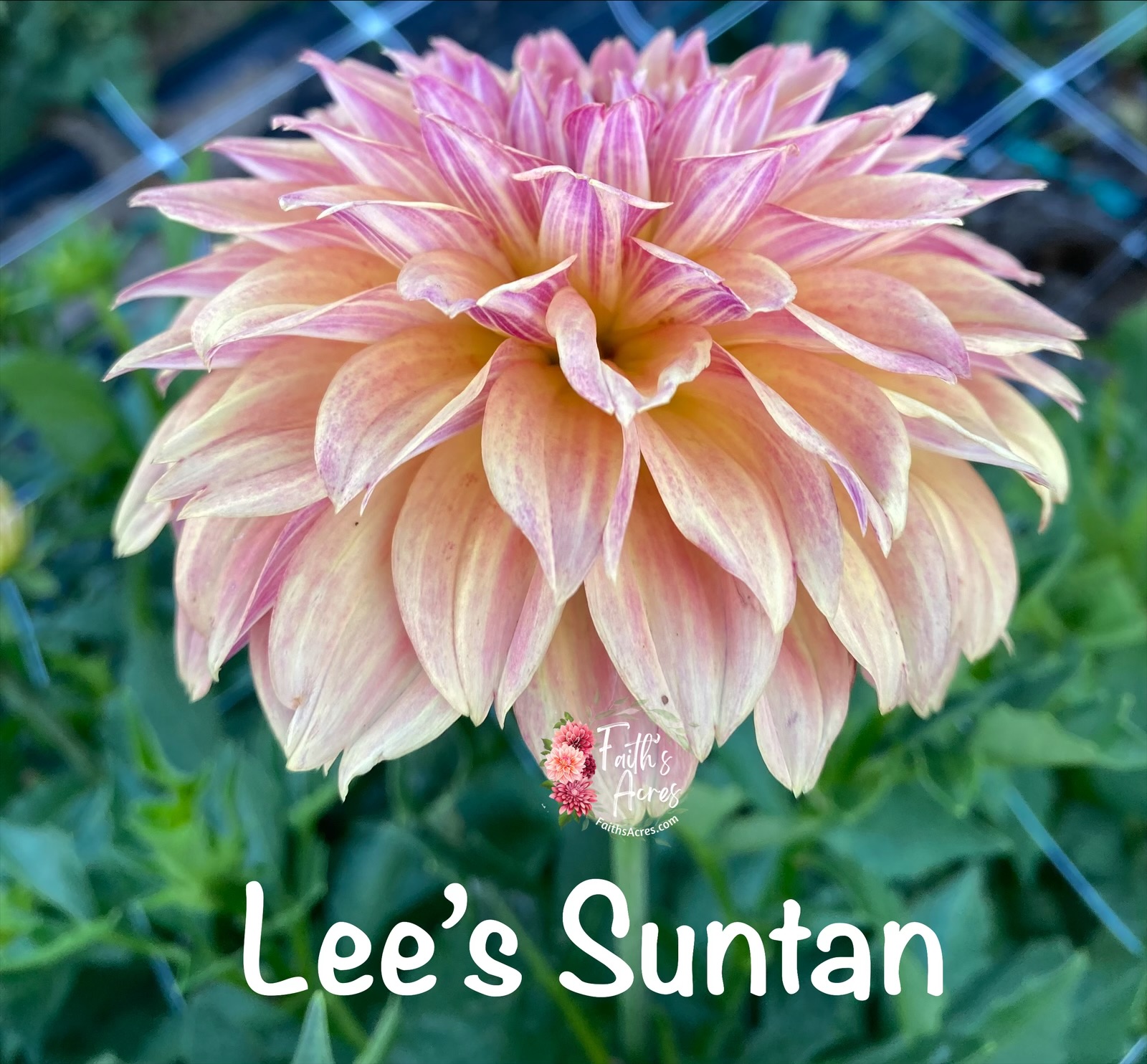 Lee's Suntan - Image 2