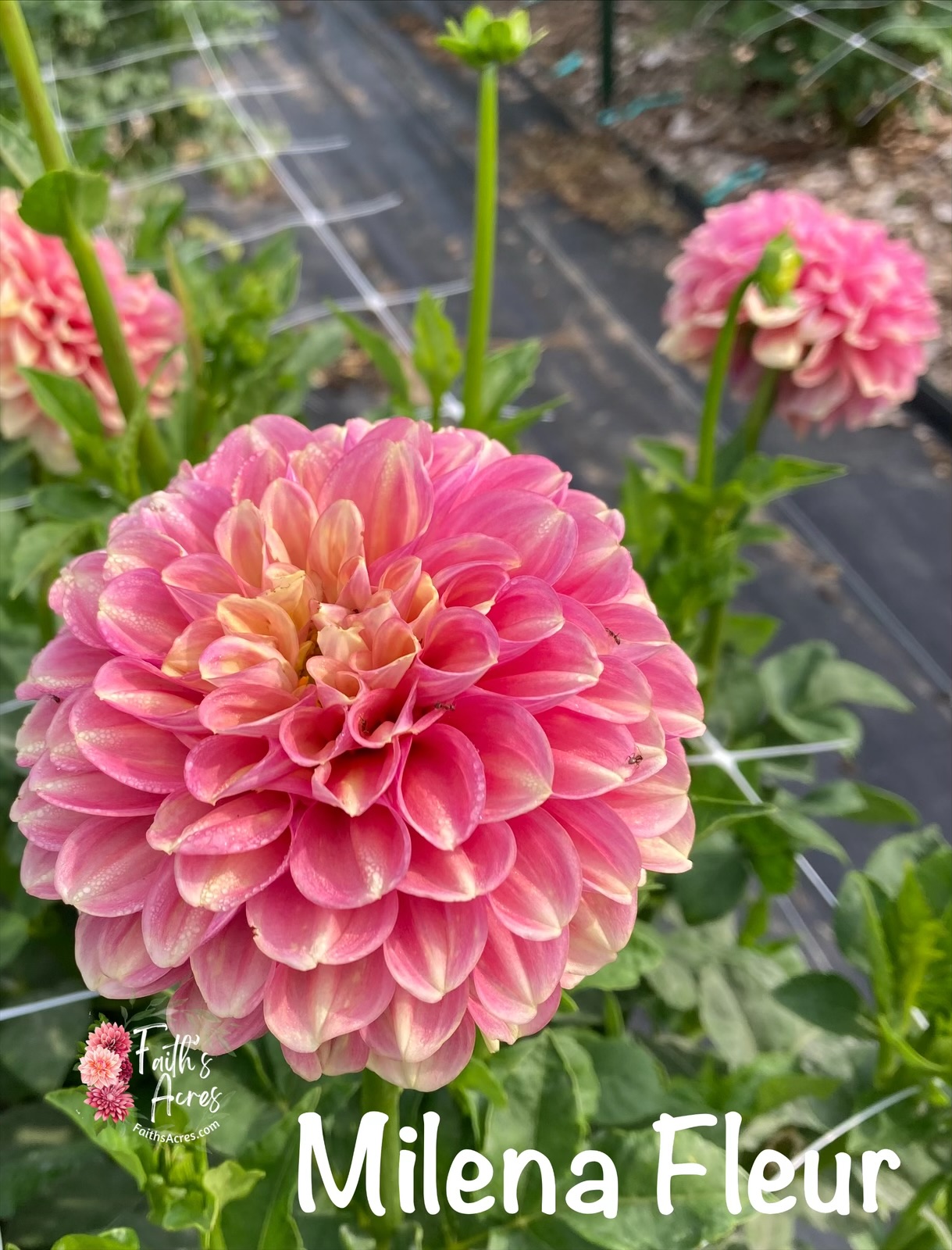 Milena Fleur - Image 4