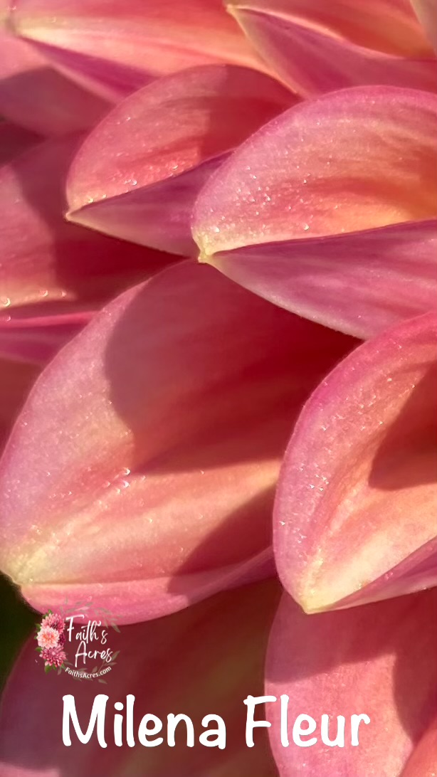 Milena Fleur - Image 7