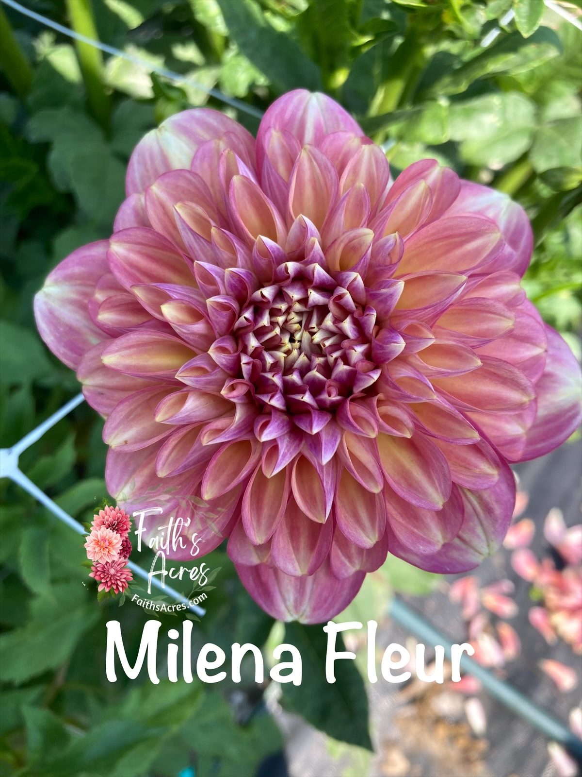 Milena Fleur - Image 6