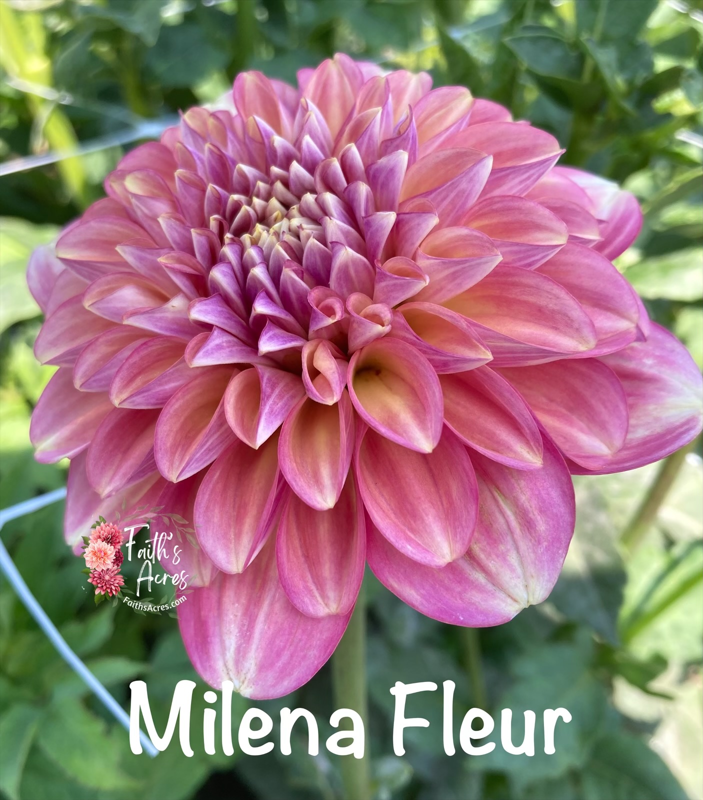 Milena Fleur - Image 5