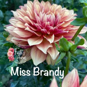 Miss Brandy