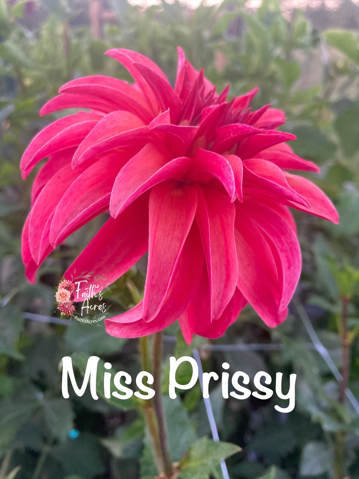 Miss Prissy - Image 2