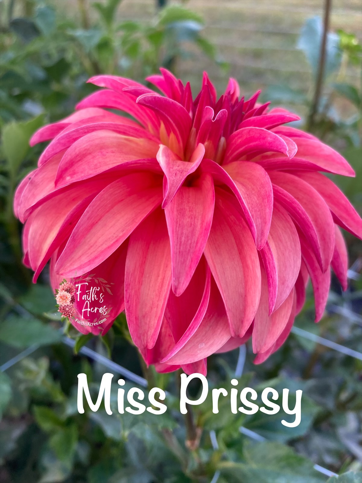 Miss Prissy - Image 9