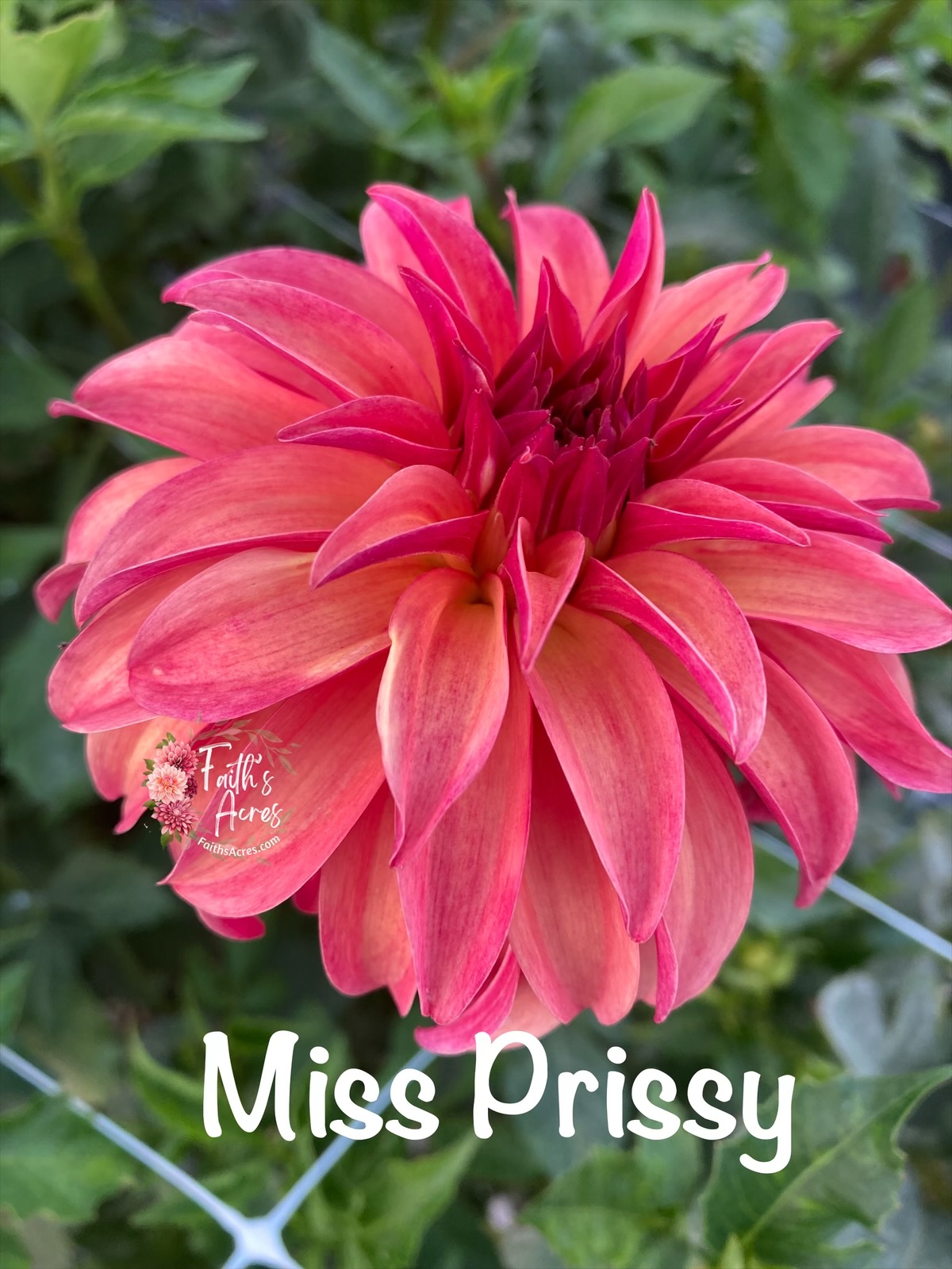 Miss Prissy - Image 7