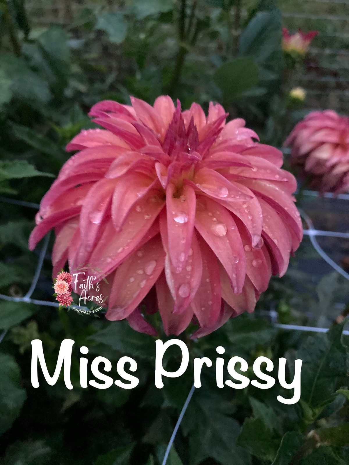 Miss Prissy - Image 6