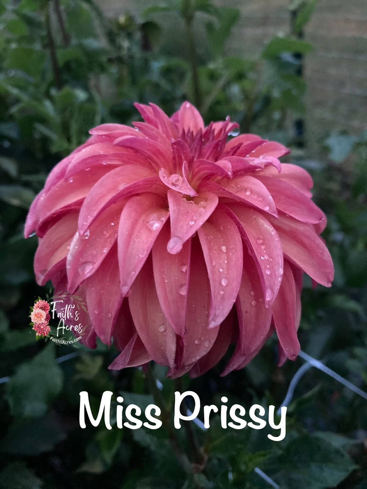 Miss Prissy - Image 5