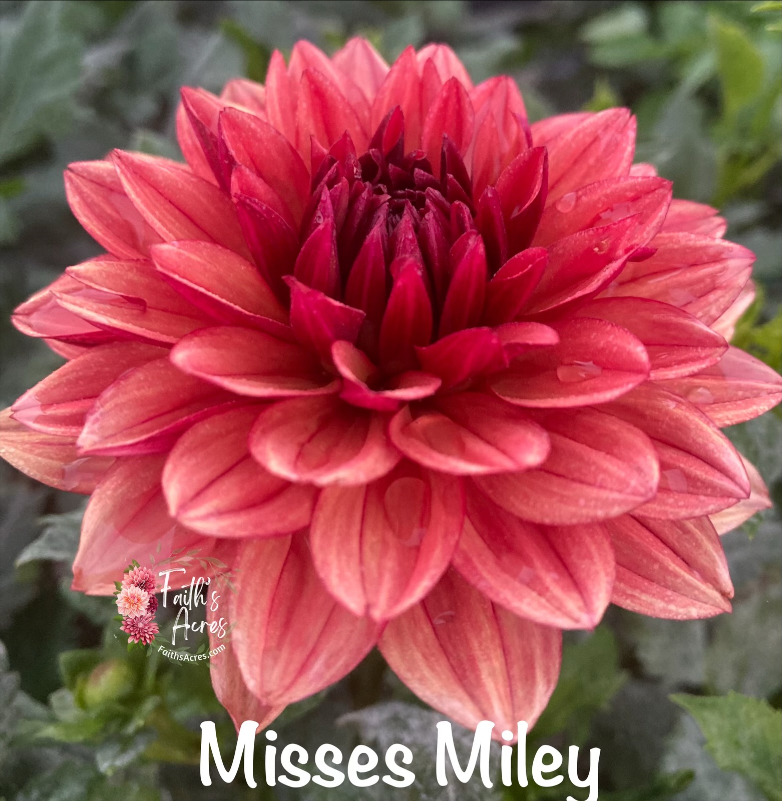 Misses Miley - Image 5