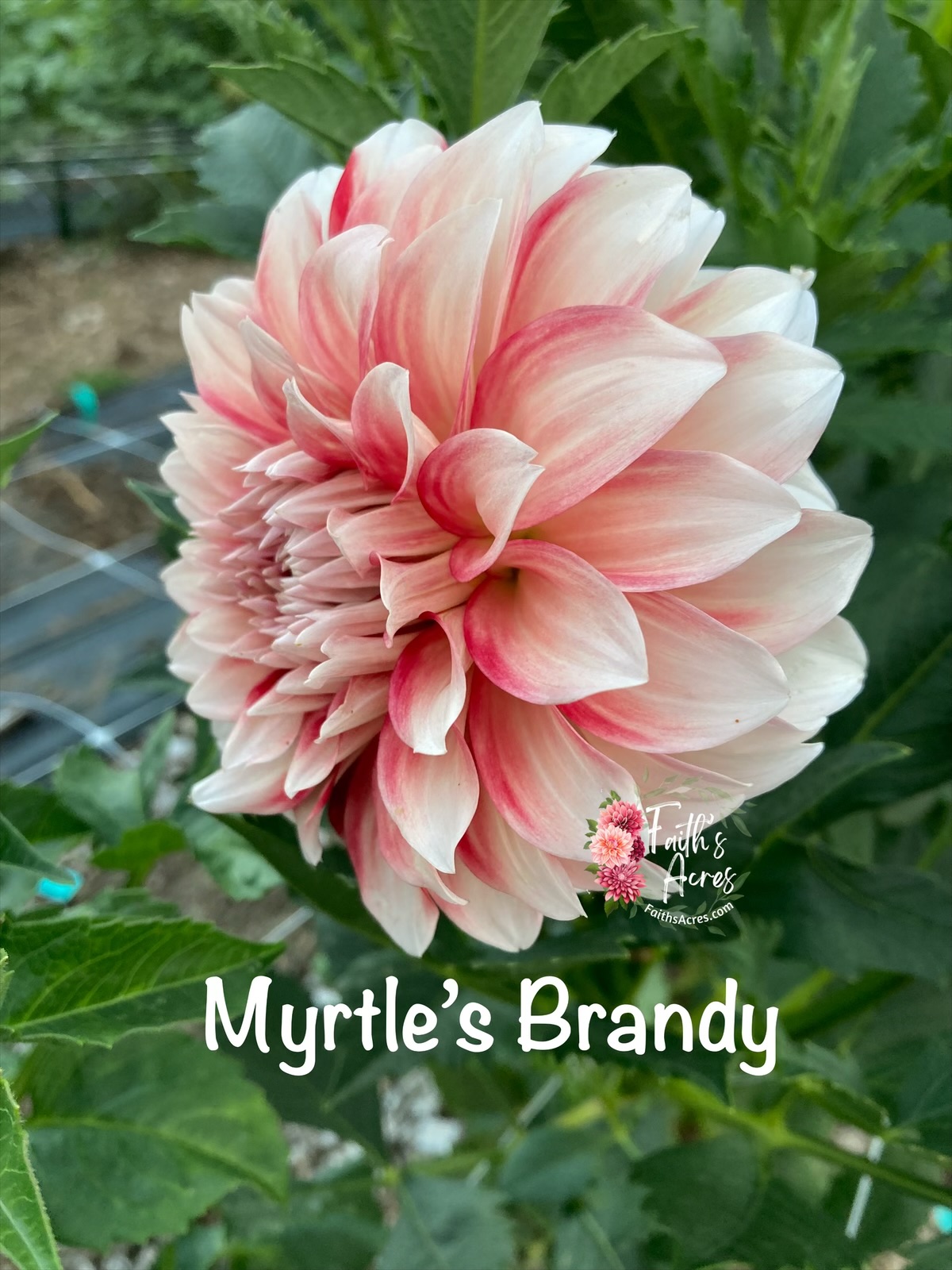 Myrtle’s Brandy - Image 3