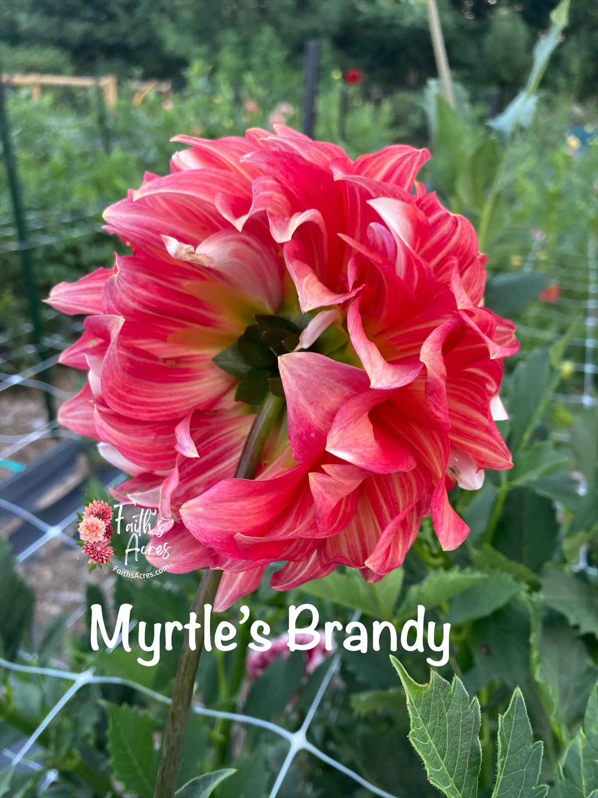 Myrtle’s Brandy - Image 2