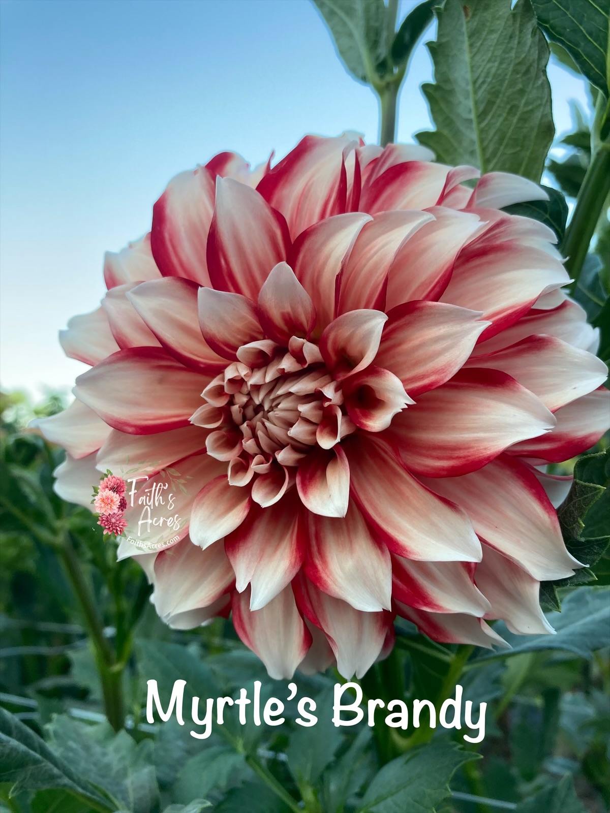 Myrtle’s Brandy - Image 5