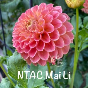 NTAC Mai Li