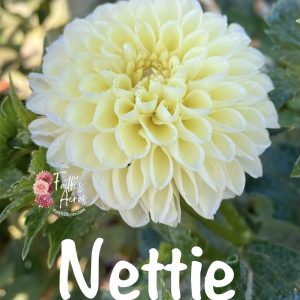 Nettie