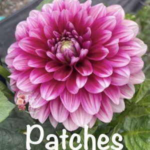 Patches
