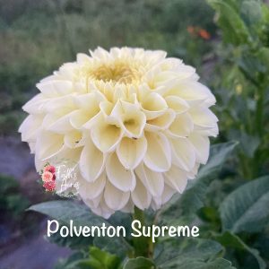 Polventon Supreme