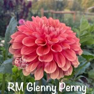 RM Glenny Penny