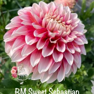 RM Sweet Sebastian