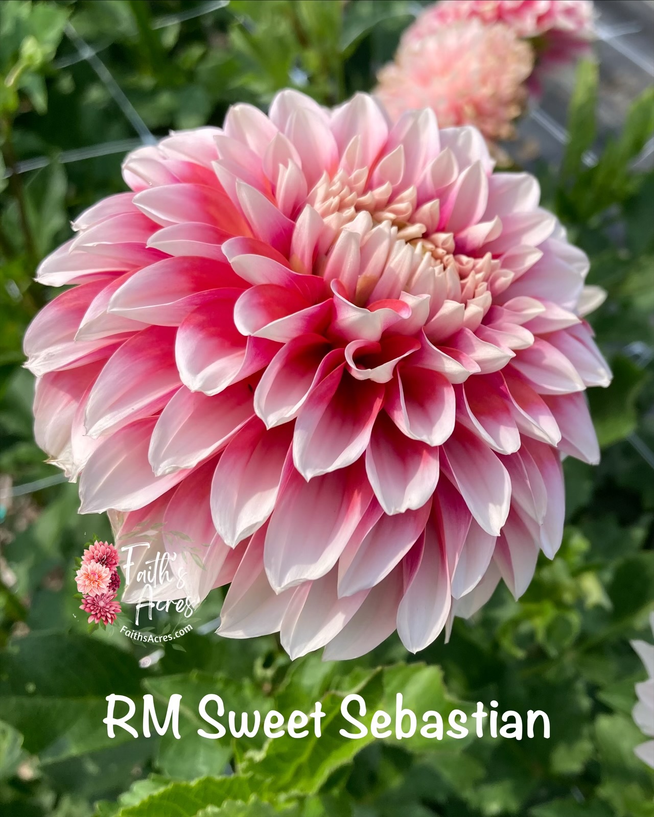 RM Sweet Sebastian