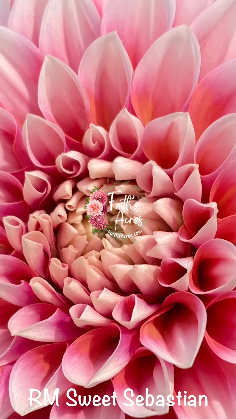 RM Sweet Sebastian - Image 2