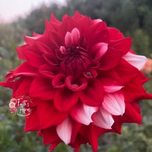 River’s Fancy Santa