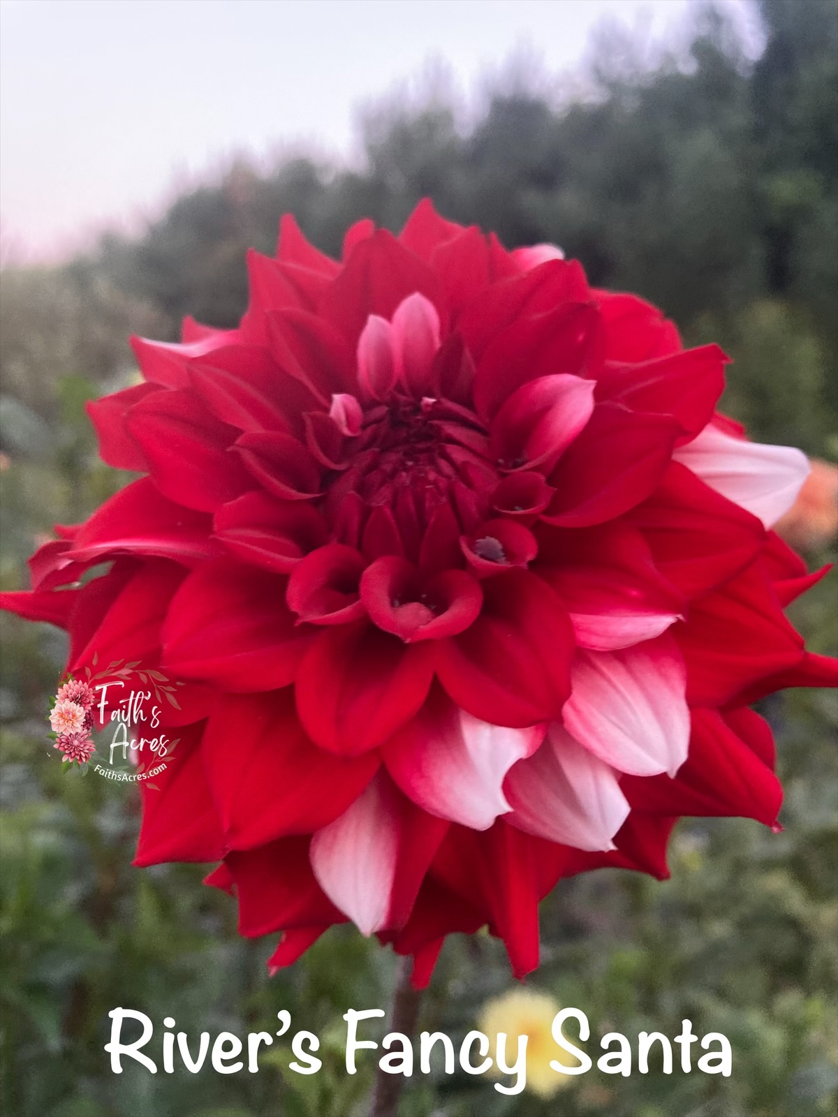 River’s Fancy Santa