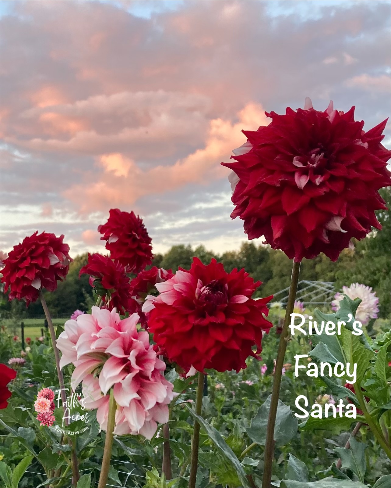 River’s Fancy Santa - Image 2