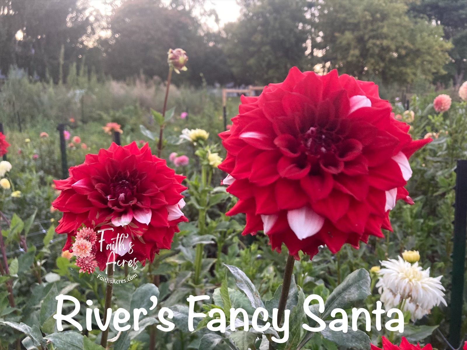 River’s Fancy Santa - Image 4
