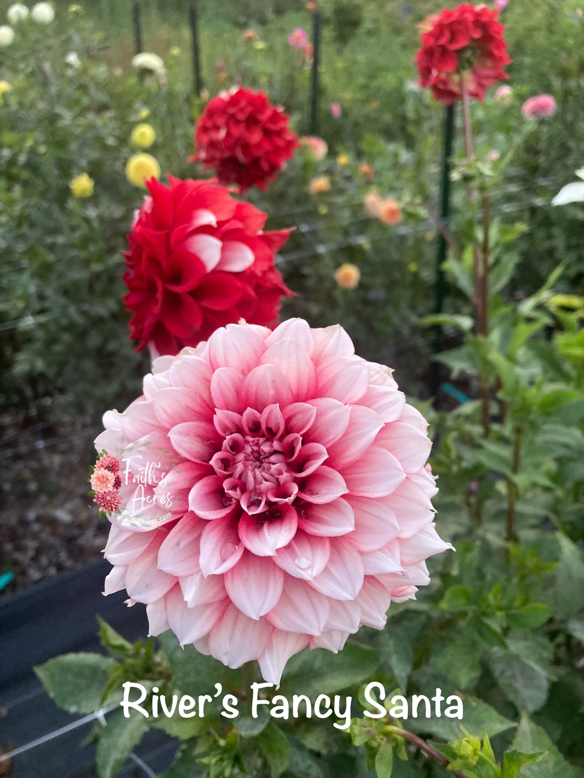 River’s Fancy Santa - Image 3