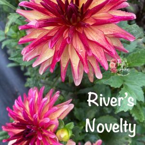 River's Novelty