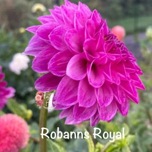 Robann Royal