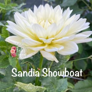 Sandia Showboat