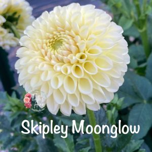 Skipley Moonglow