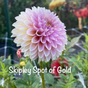 Skipley Spot of Gold