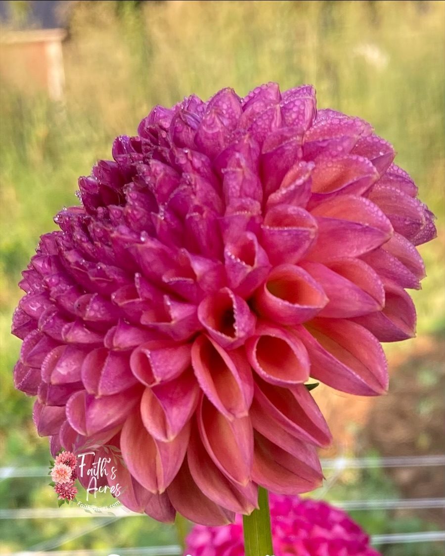 Snoho Jo Jo - Image 3