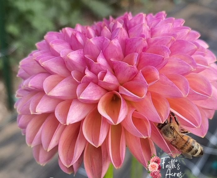 Snoho Jo Jo - Image 2