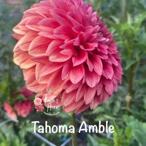 Tahoma Amble