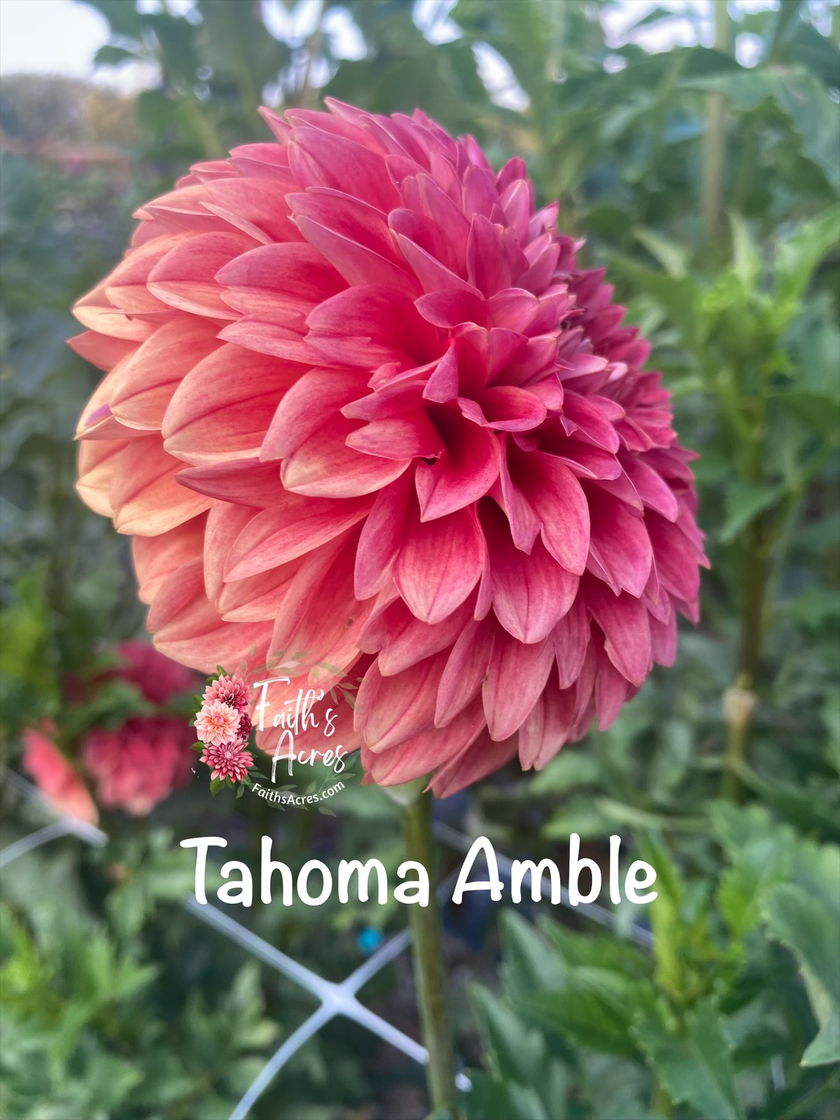 Tahoma Amble