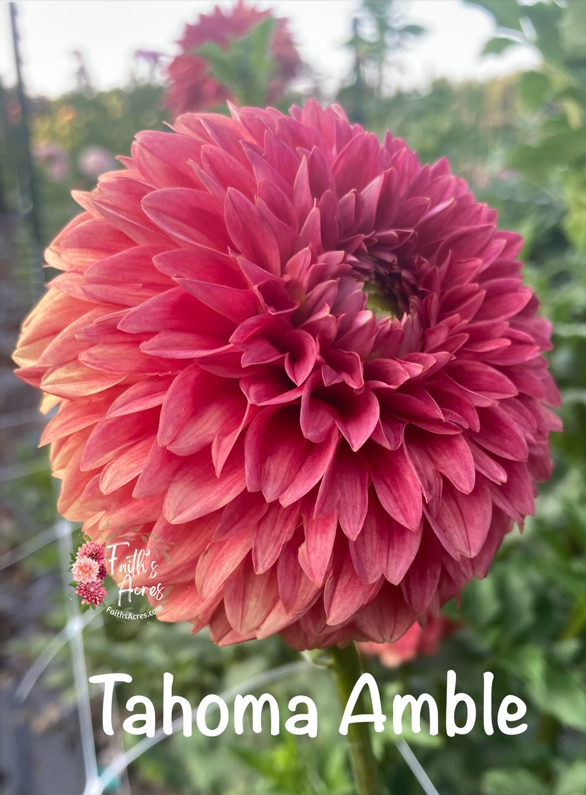 Tahoma Amble - Image 2