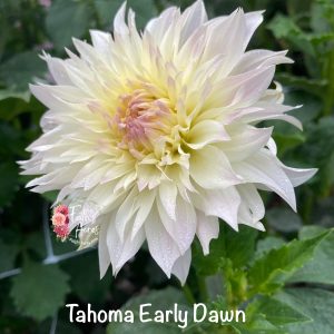 Tahoma Early Dawn