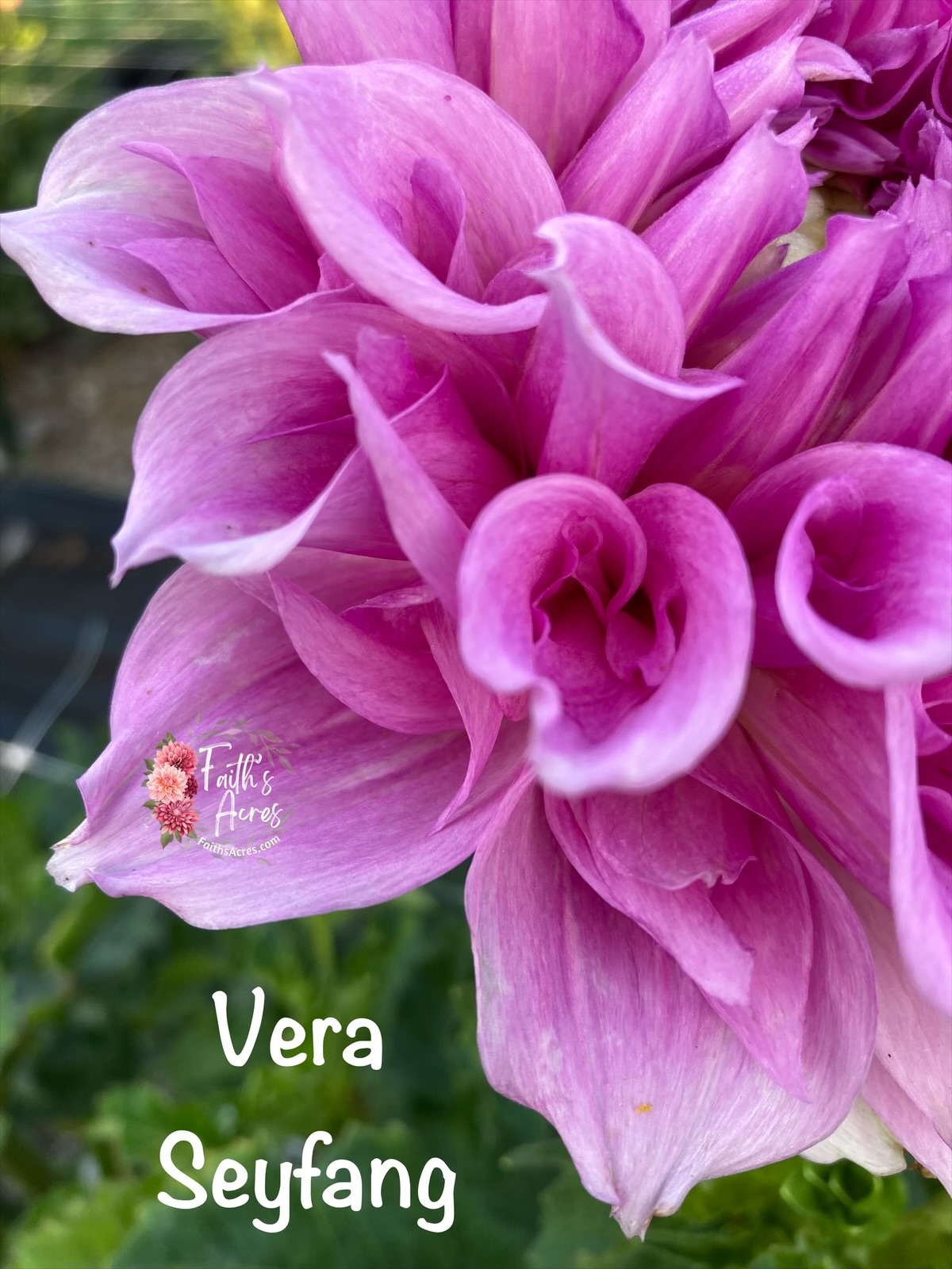 Vera Seyfang - Image 2