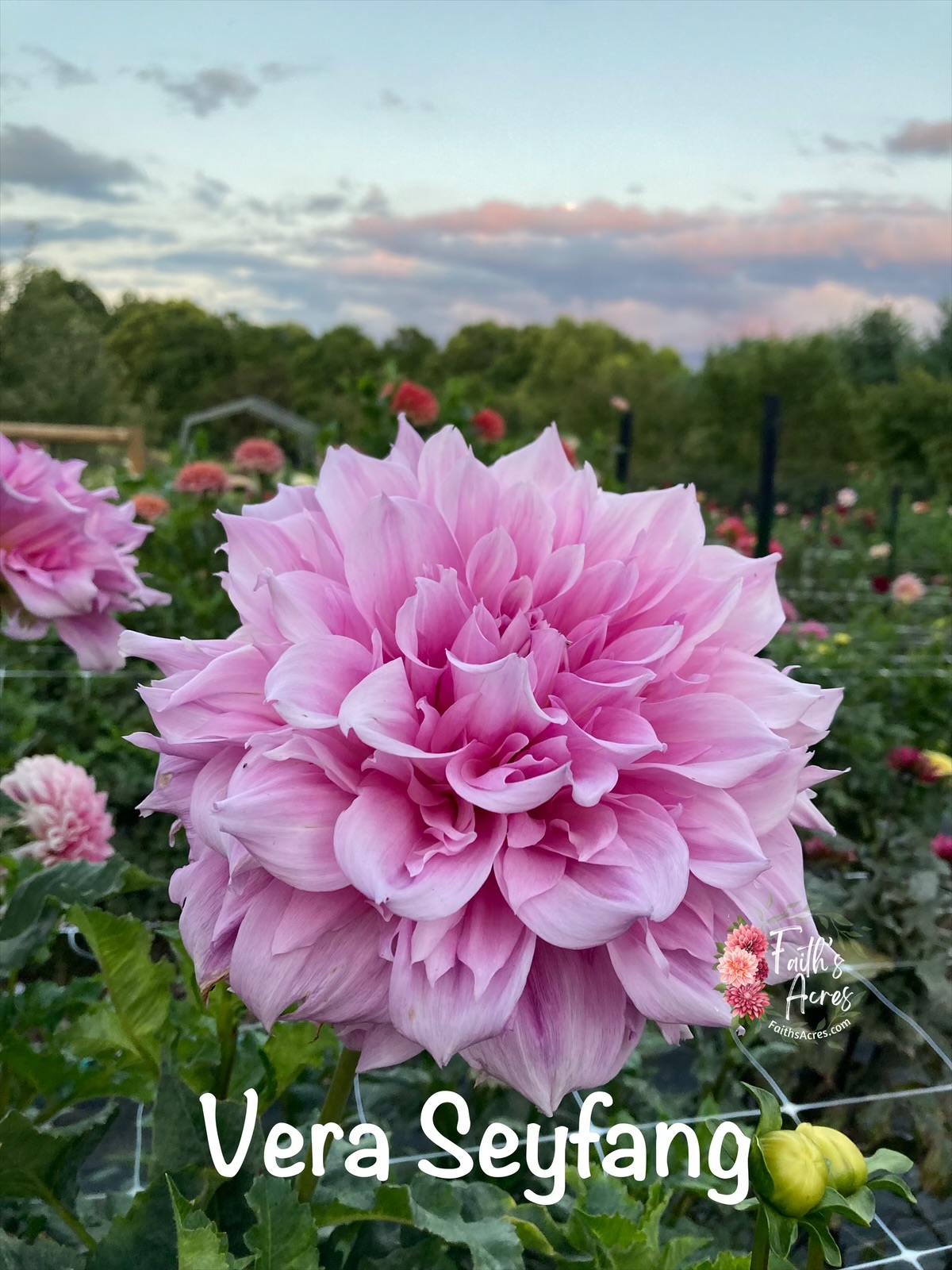 Vera Seyfang - Image 8