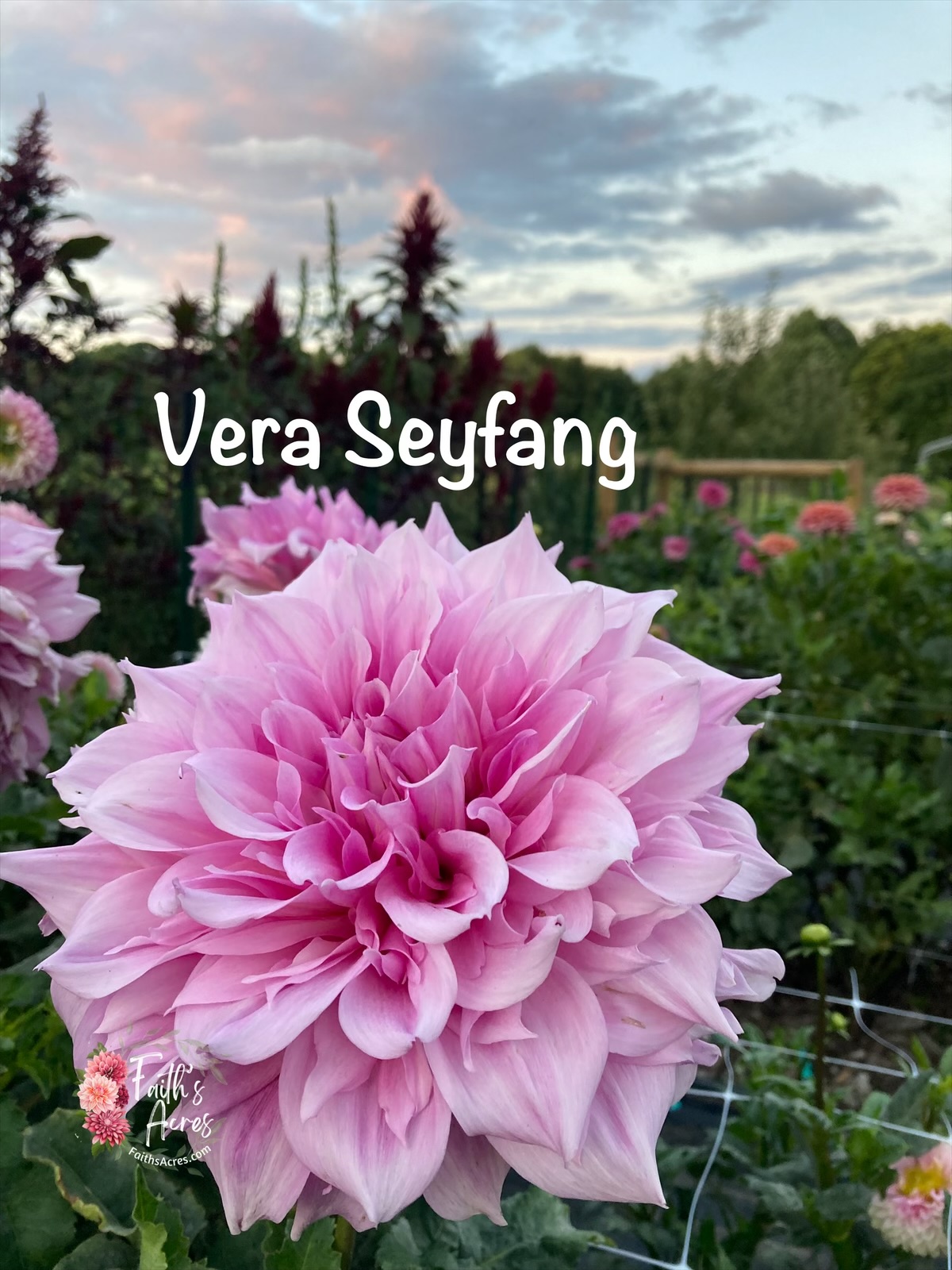 Vera Seyfang - Image 7