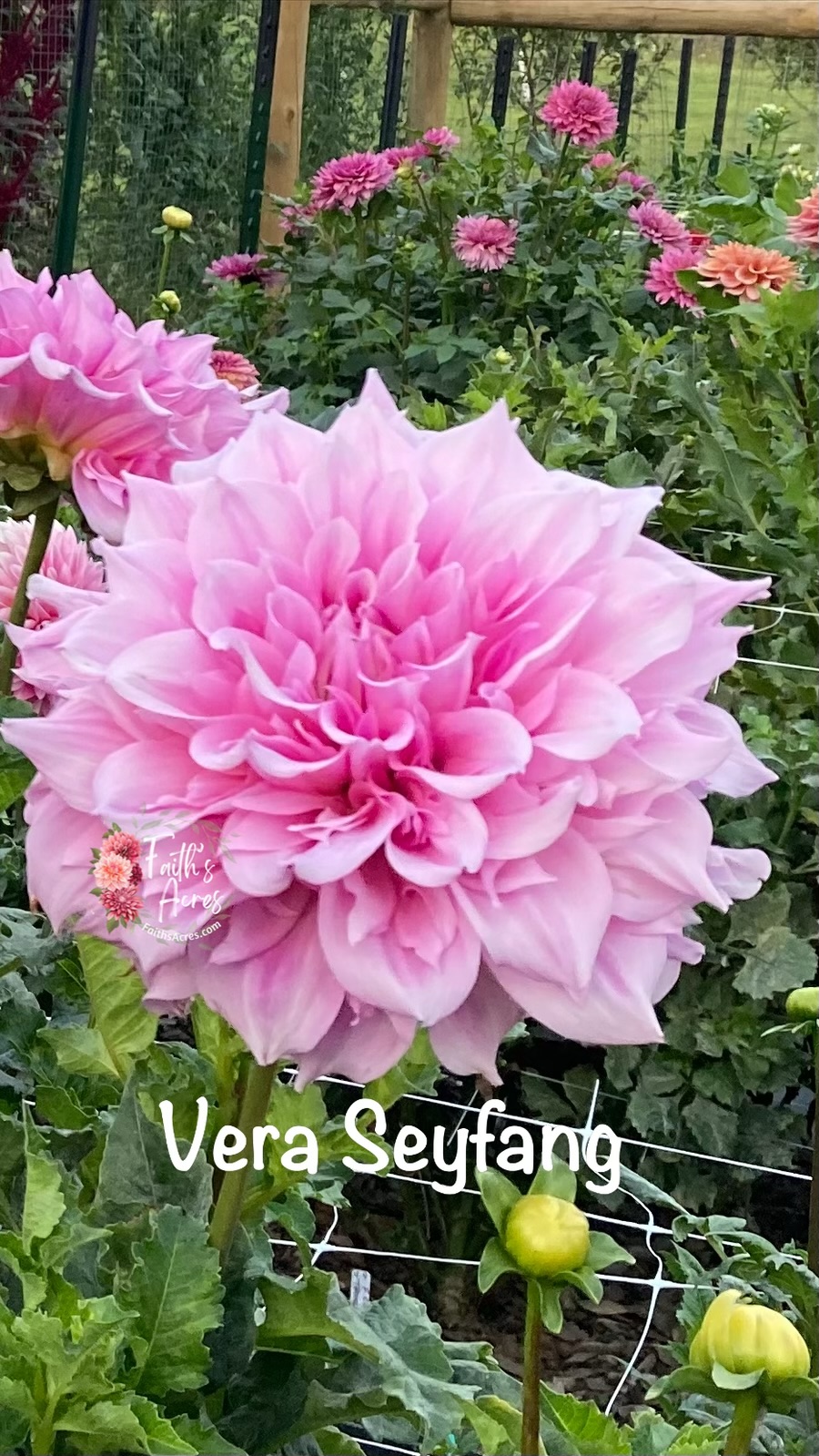 Vera Seyfang - Image 6