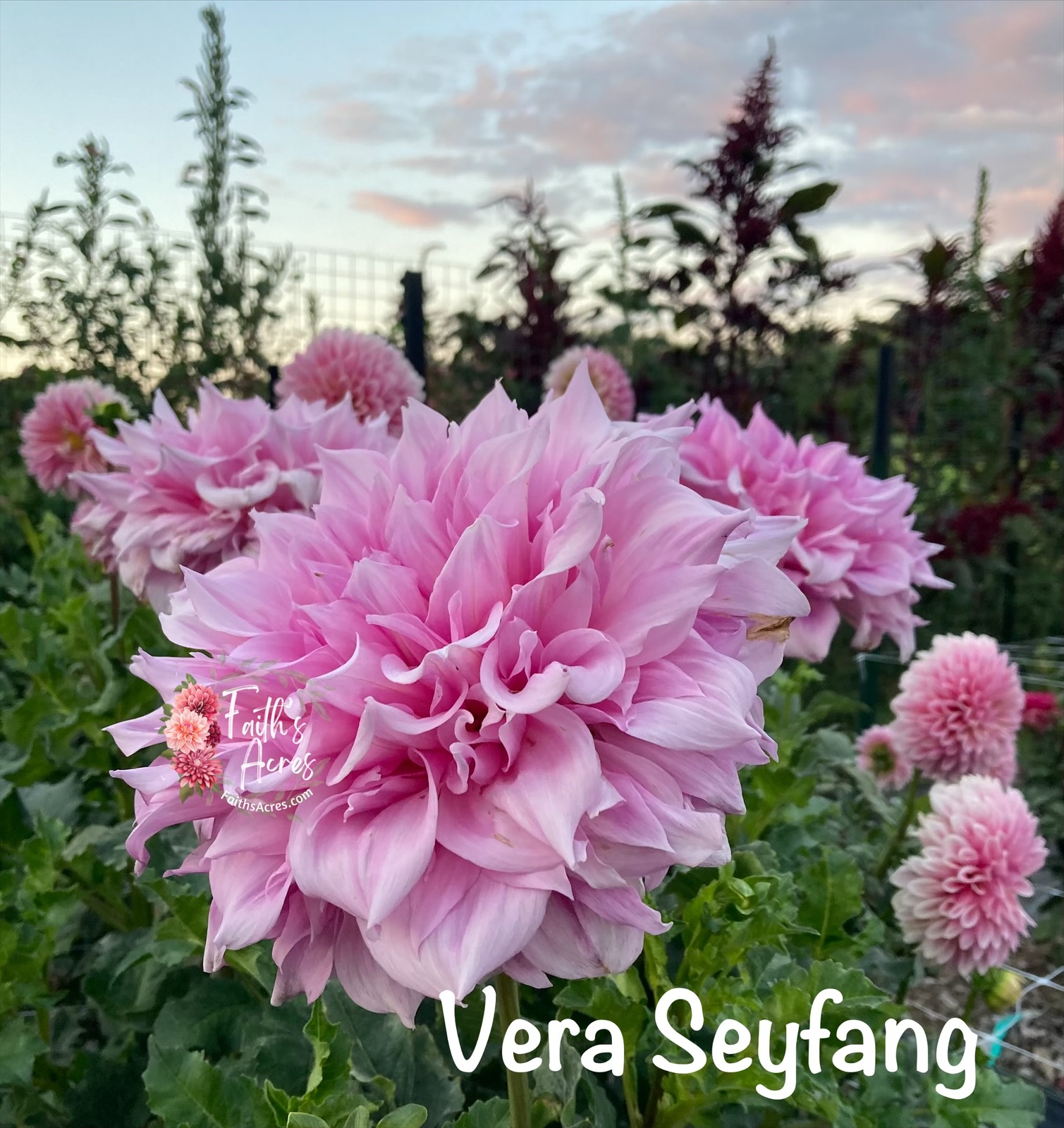 Vera Seyfang - Image 5