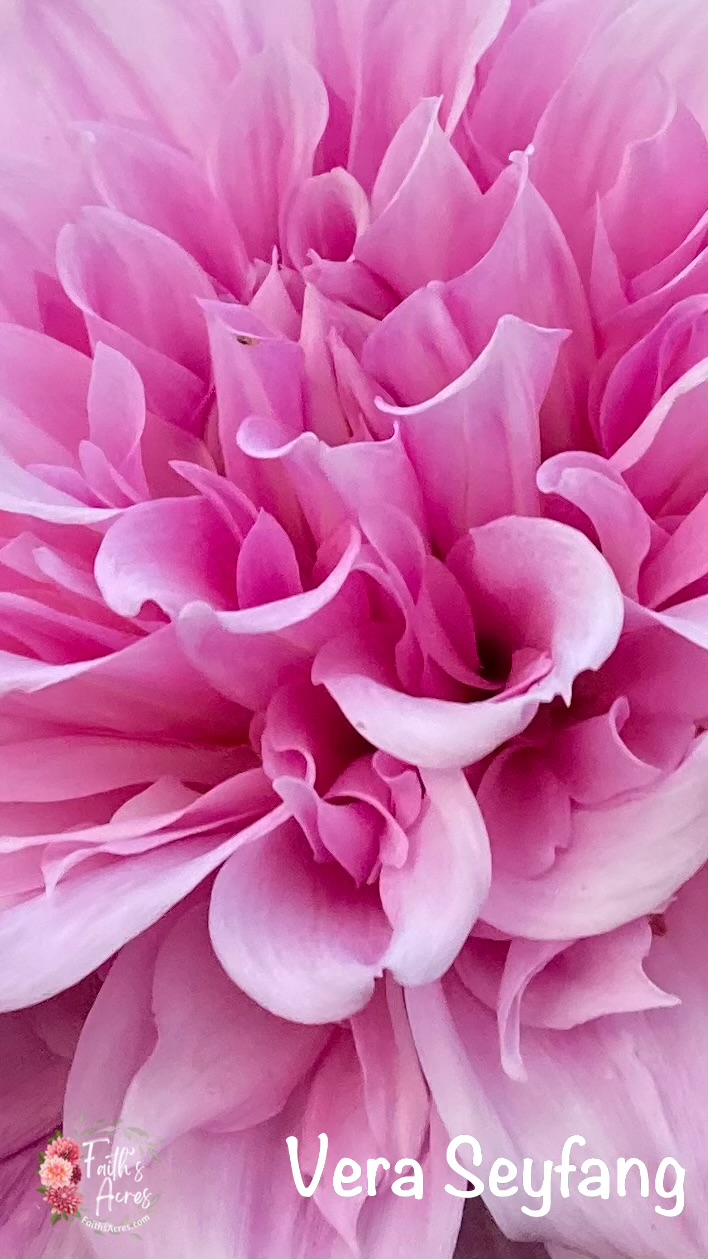 Vera Seyfang - Image 9