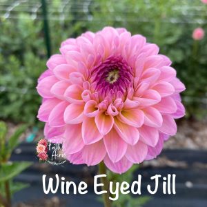 Wine Eyed Jill