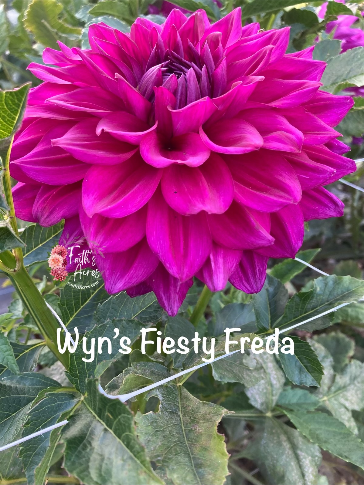 Wyn's Fiesty Freda - Image 3